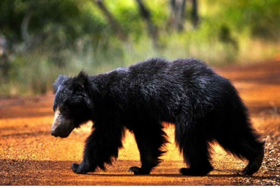 Wilpattu National Park: Morning or Evening Leopard Safari - Last Words