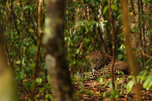 Wilpattu National Park Safari Tour From Kandy - Must-See Wildlife in Wilpattu