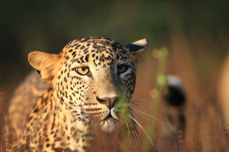 Wilpattu National Park Safari Tour From Negombo - Helpful Tips