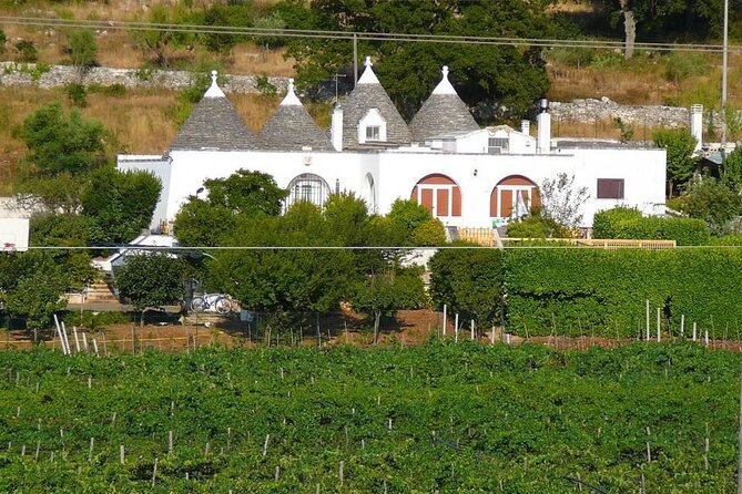 Wine Ostuni, Tour of an Apulian Winery With Traditional Lunch or Aperitivo - Customer Reviews and Host Responses