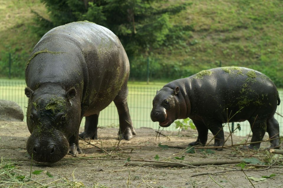 Wroclaw: Zoo With Private Transport and Tickets - Common questions