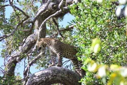 Yala National Park Half Day Safari - Common questions