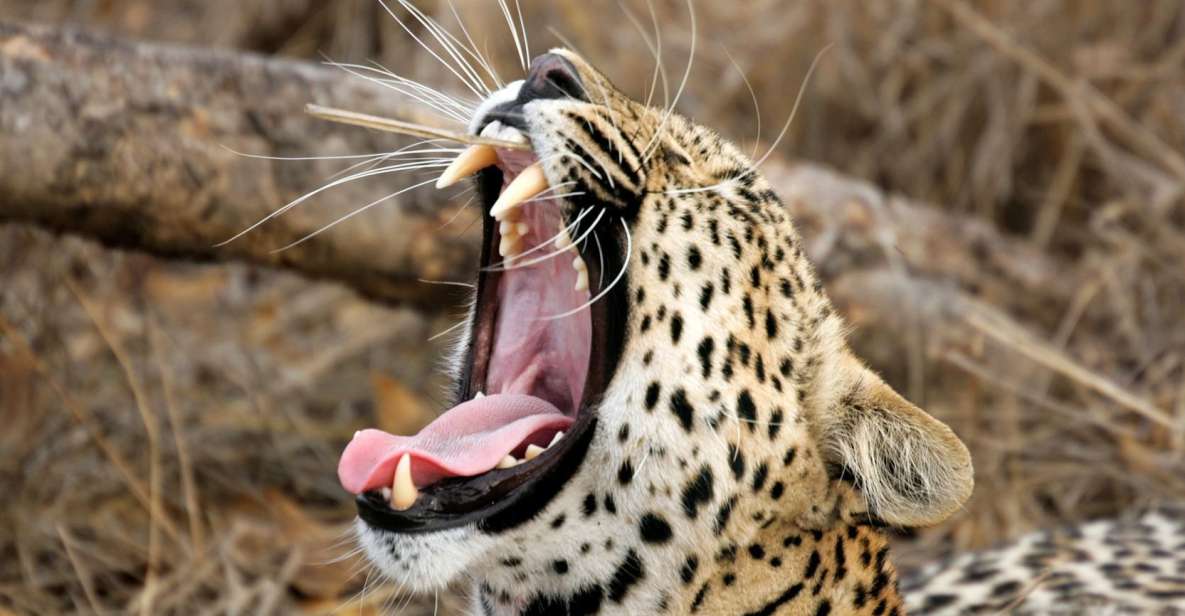 Yala National Park: Leopard Safari Full Day Tour With Lunch - Visitor Reviews