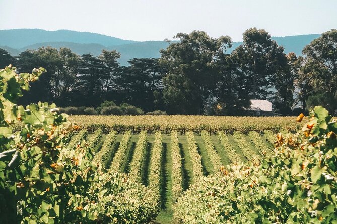 Yarra Valley Luxe Private Tour With Champagne Brunch - Last Words