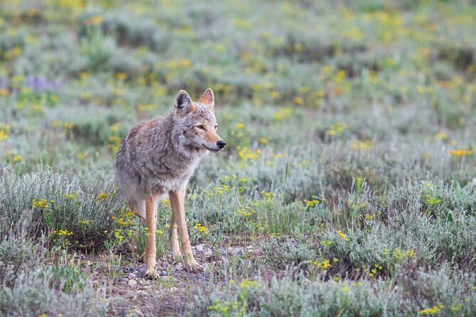 Yellowstone Wildlife Safari From Bozeman - Private Tour - Customer Reviews