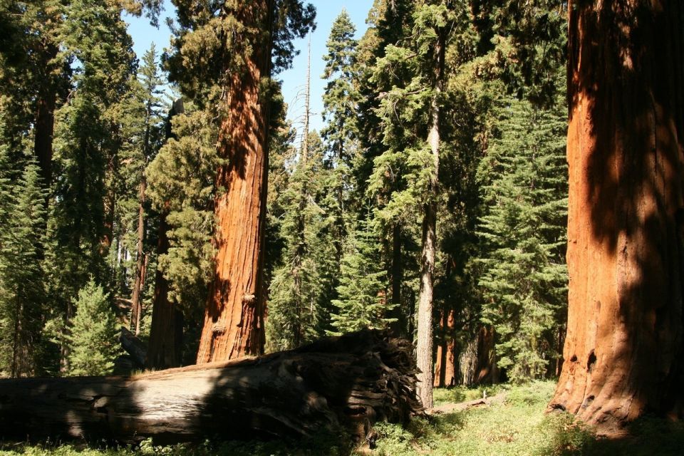 Yosemite'S Natural Wonders: Private Day Tour From San Jose - Last Words