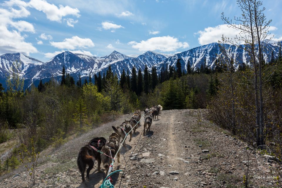 Yukon Dogs and Gold - Pricing and Options