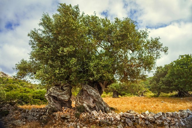 Zakynthos Island Small-group Jeep Safari - Customer Reviews