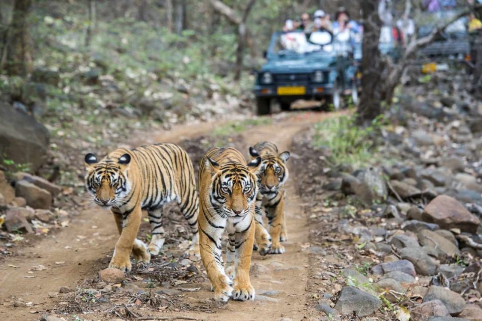 7-Day Golden Triangle Tour With Ranthambore Tiger Safari - Tour Booking Details