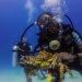 1 la romana scuba diving in catalina island La Romana: Scuba Diving in Catalina Island