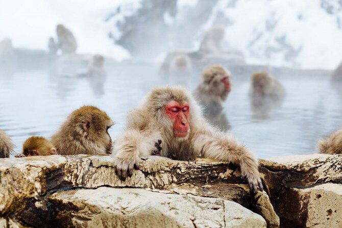 1-Day Snow Monkeys, Zenko-ji Temple & Sake in Nagano - Frequently Asked Questions