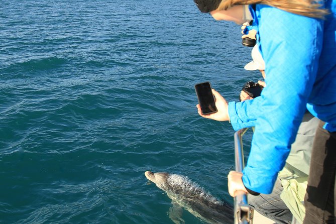 2 Hour Dolphin Viewing Eco-Tour From Picton - Cancellation Policy