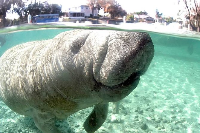 3 Hour Swim With Manatees in Florida - The Sum Up