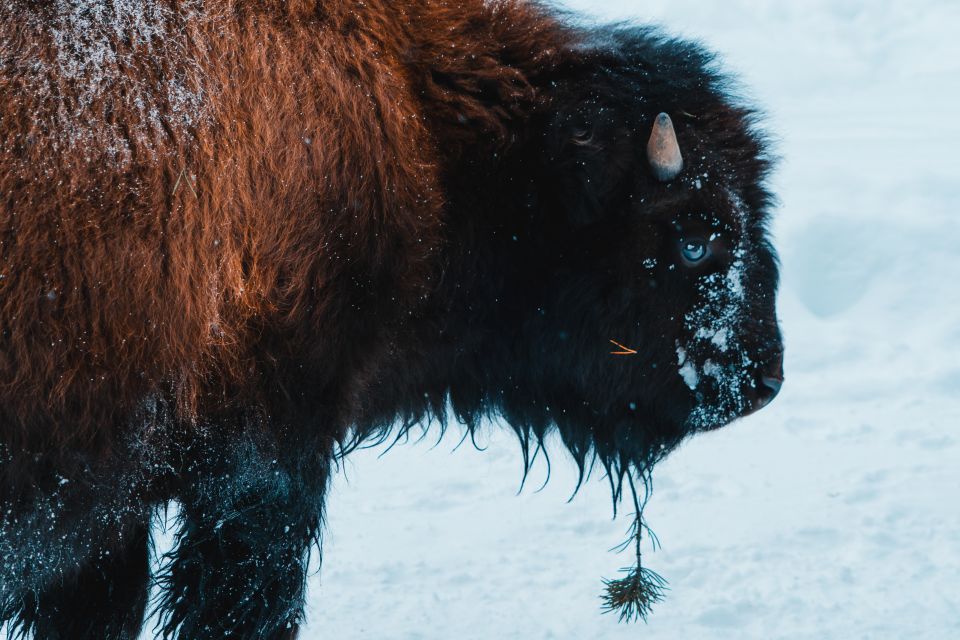 4-Day Winter Yellowstone Tour - Common questions