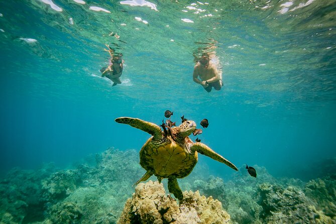 4-Hour Molokini Crater Plus Turtle Town Snorkeling Experience - Additional Information