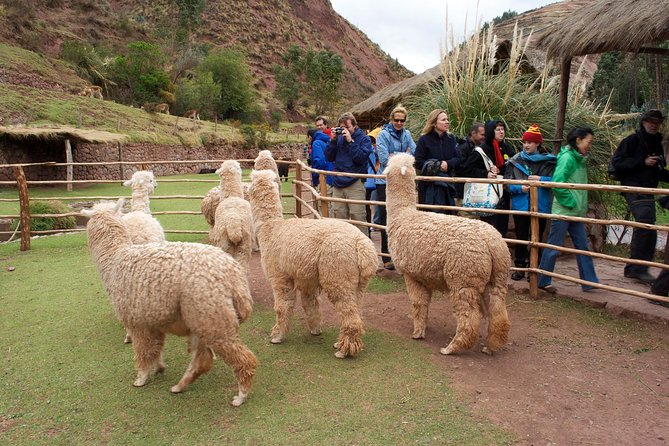 6 Days Exploring Cusco, Sacred Valley & Machu Picchu - Last Words