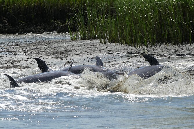 90-Minute Private Dolphin Tour in Hilton Head Island - Booking Experience