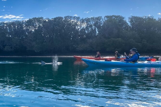 Adelaide Dolphin Sanctuary and Ships Graveyard Kayak Tour - Last Words
