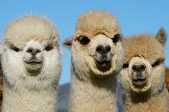 Admission Ticket to an Alpaca Farm, Akaroa (Mar ) - Additional Tips and Recommendations