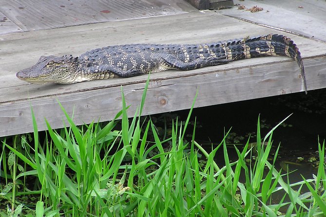 Airboat and Plantations Tour With Gourmet Lunch From New Orleans - Common questions