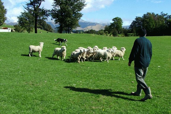 Akaroa Shore Excursion: Banks Peninsula, Christchurch City Tour and Sheep Farm Tour - Christchurch City Tour Highlights