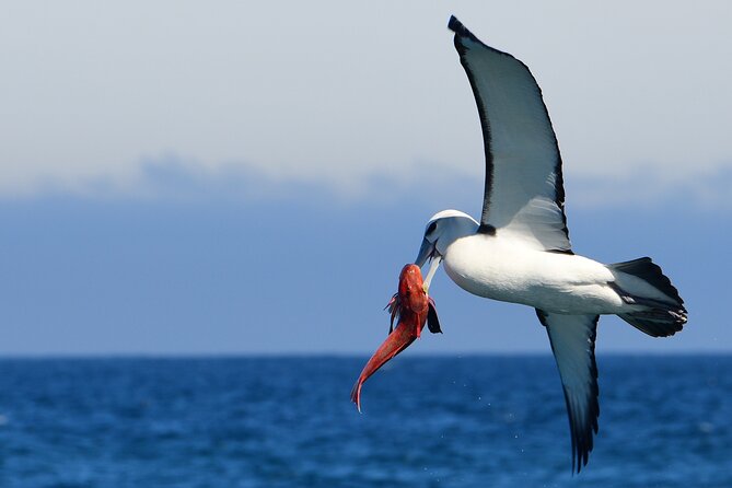 Akaroa Wildlife Cruise - Booking Your Akaroa Adventure