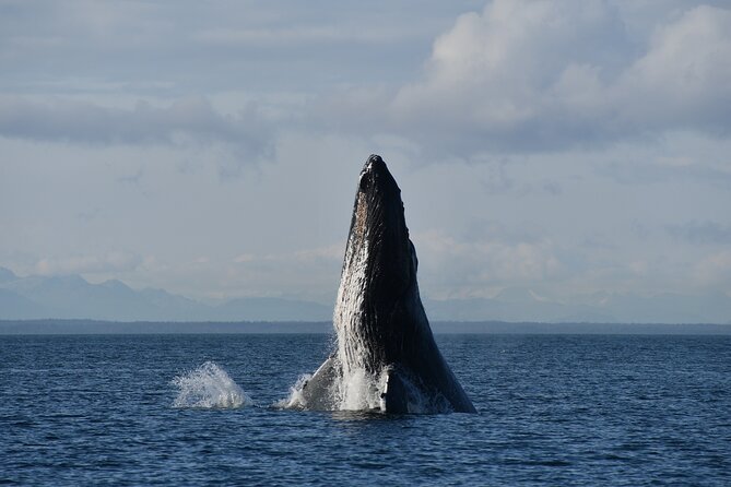 Alaska Whale-Watching Cruise With Live Drone Footage  - Hoonah - Common questions