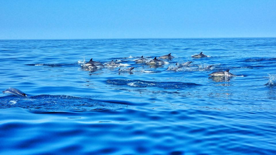 Albufeira: Benagil Cave and Dolphin Sightseeing Boat Cruise - Directions for the Tour