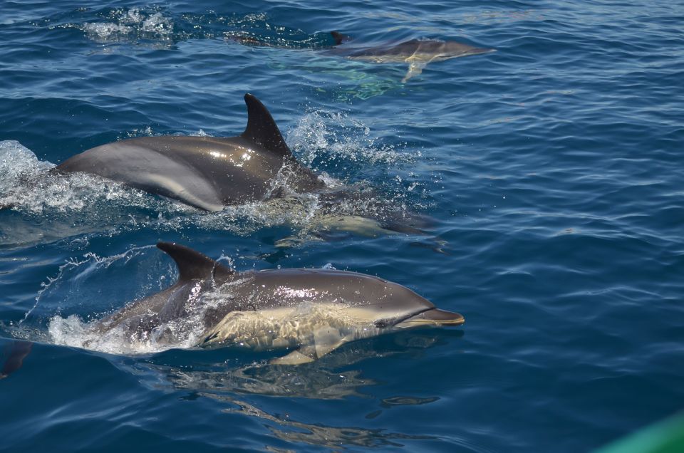 Albufeira: Dolphin Watching and Benagil Cave Boat Cruise - Common questions