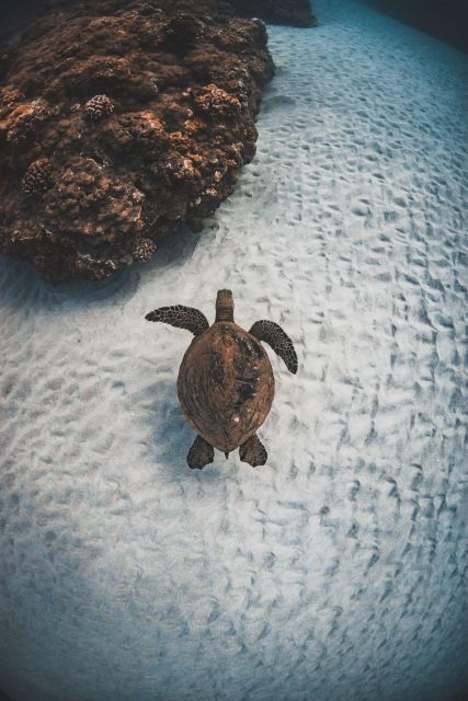 Alii Nui Afternoon Turtle Snorkel - Last Words
