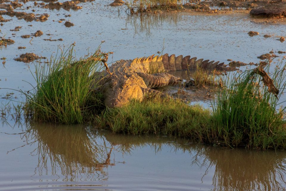 All-Inclusive Full-Day Safari at Bundala With Picnic Lunch - Picnic Lunch and Safari Schedule