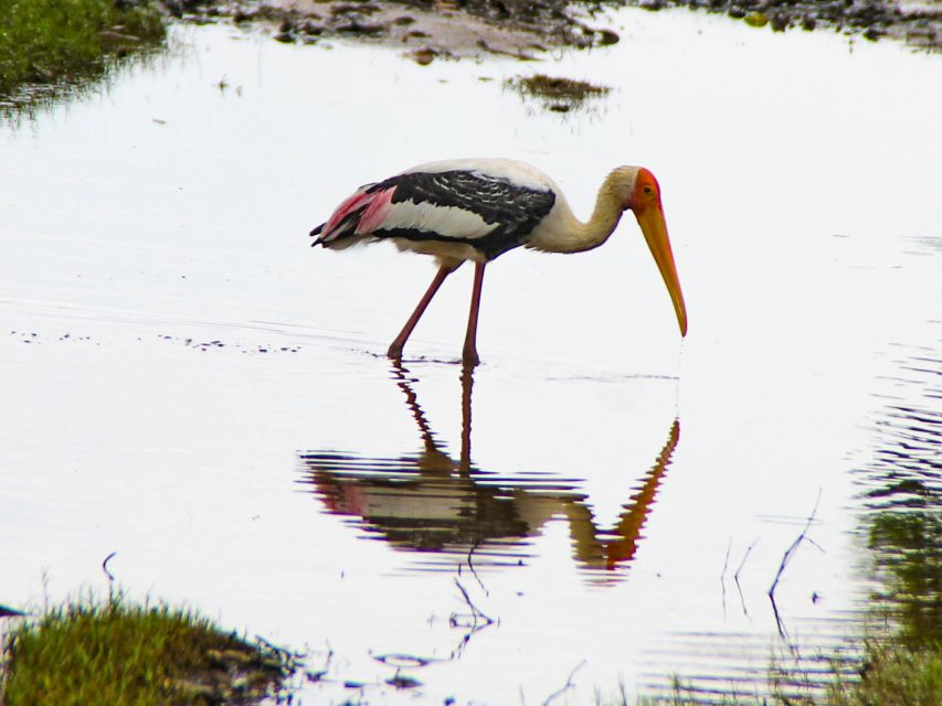 All-Inclusive Minneriya National Park Afternoon Safari - Last Words