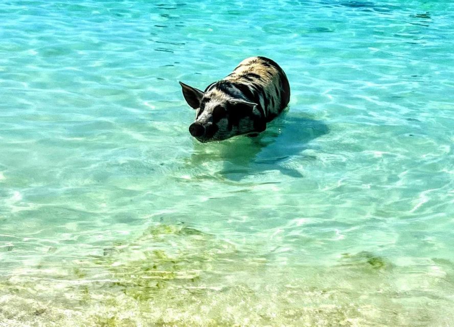 All Inclusive Swim With Pig/Turtle/Snorkel/Lunch/Shuttle - Last Words