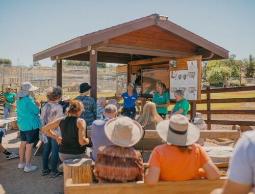 Alpine: Lions Tigers & Bears Sanctuary Visit and Feeding - Cancellation Policy