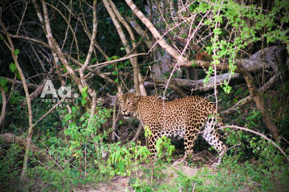 Arugambay to Yala: Wild Safari Drop-off Flexibility - Common questions