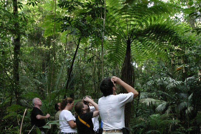 Atherton Tablelands Rain Forest by Night From Cairns - Expert Insights and Local Knowledge