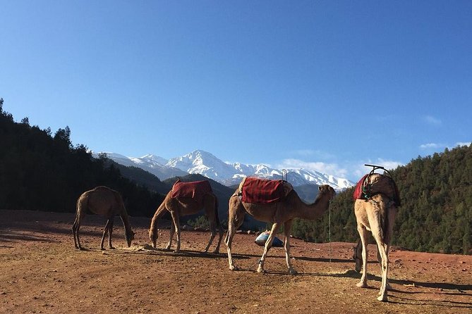 Atlas Mountains Day Trip From Marrakech 3 Valleys & Berber Villages & Camel Ride - Contact and Support