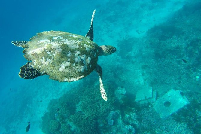 Bali Snorkeling Tour at Blue Lagoon Beach - All-Inclusive - Last Words