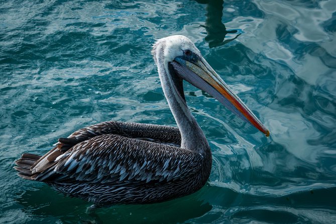 Ballestas Islands and Paracas Reserve From San Martin Port - Last Words