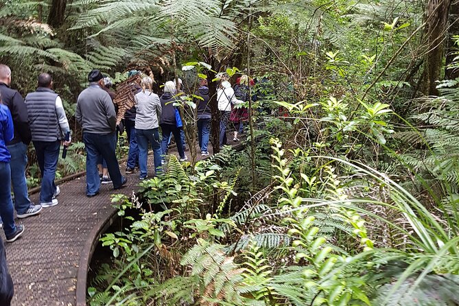 Bay of Islands Shore Excursion: Puketi Rainforest Guided Walk - Booking and Cancellation Policy