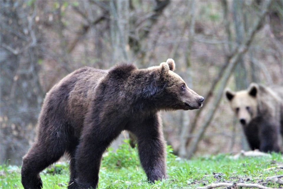 Bear Watching in the Wild Brasov - Common questions