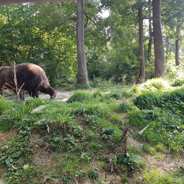 Bears Sanctuary, Bran Castle and Brasov City - Private Tour - Common questions