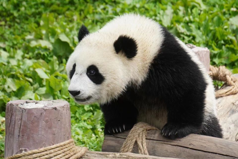 Beijing: Chengdu Day Trip With Giant Panda and Leshan Buddha - Last Words
