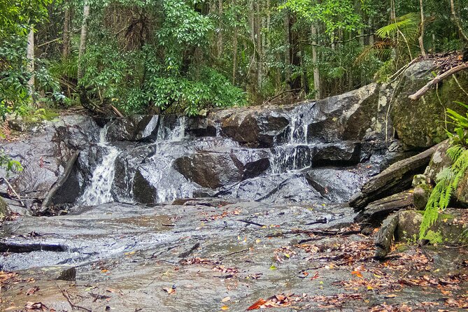 Bellthorpe Rainforest Private Tour - Terms & Conditions