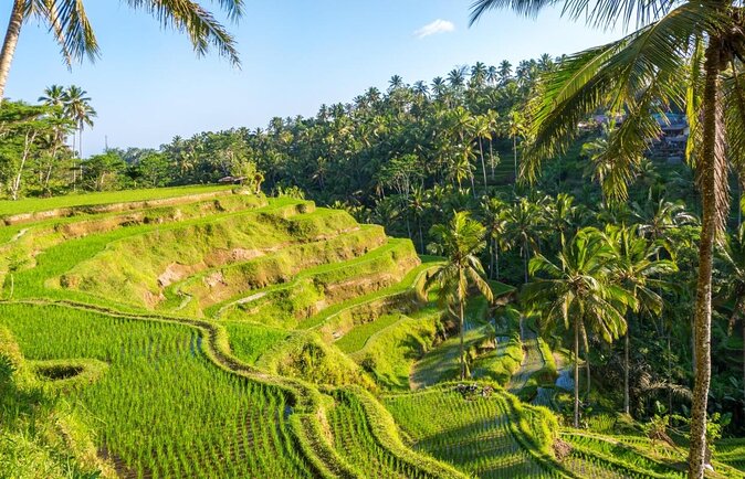 Best of Ubud Waterfalls, Tegalalang Rice Terrace and Swing Tour - Key Points