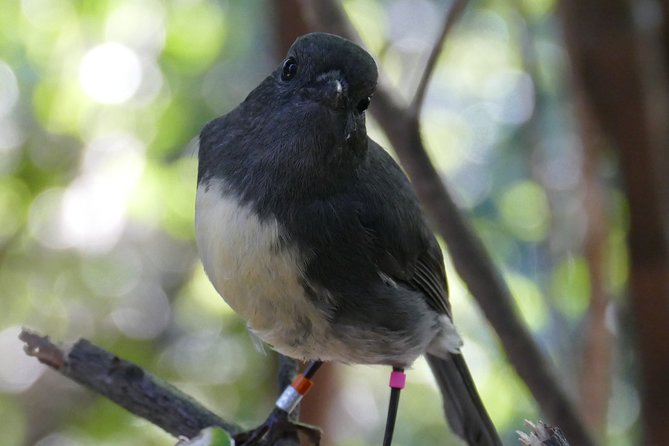 Bird Watching and Dolphin Eco-Tour From Picton - Common questions