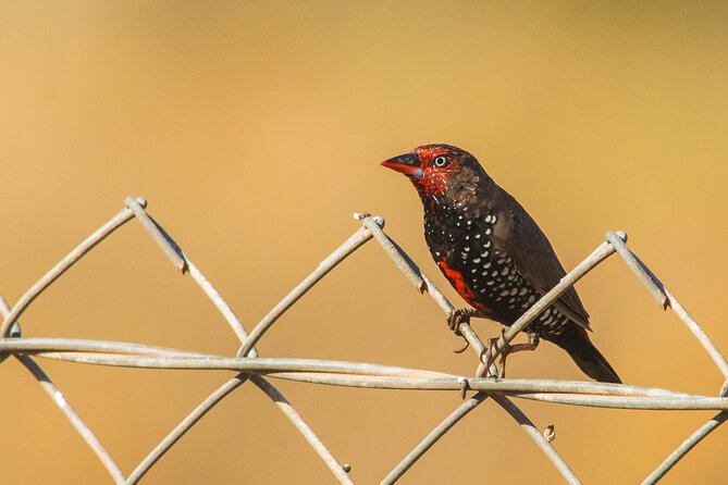 Birds of the Pilbara: Guided Birdwatching Walk, Roebourne  - Karratha - Common questions