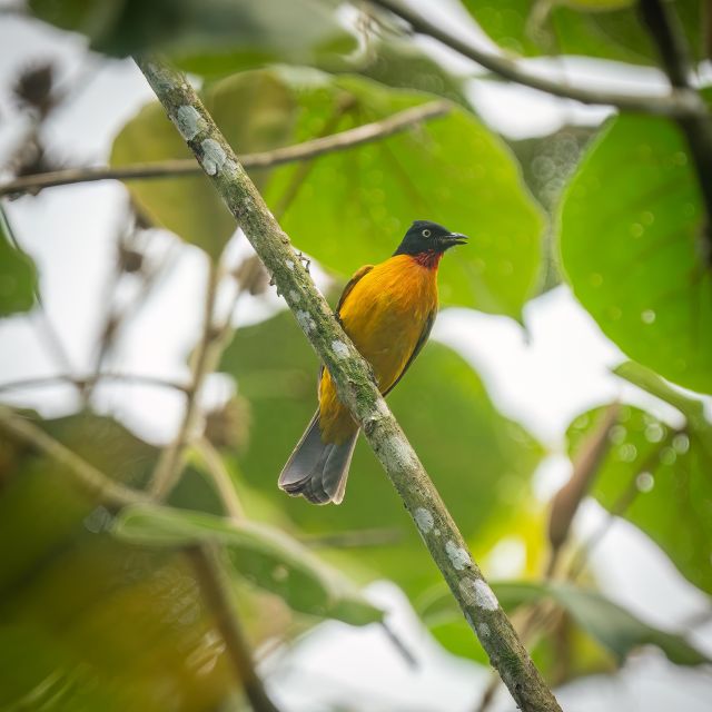 Birdwatching Around Yogyakarta - Hassle-Free Tour Logistics