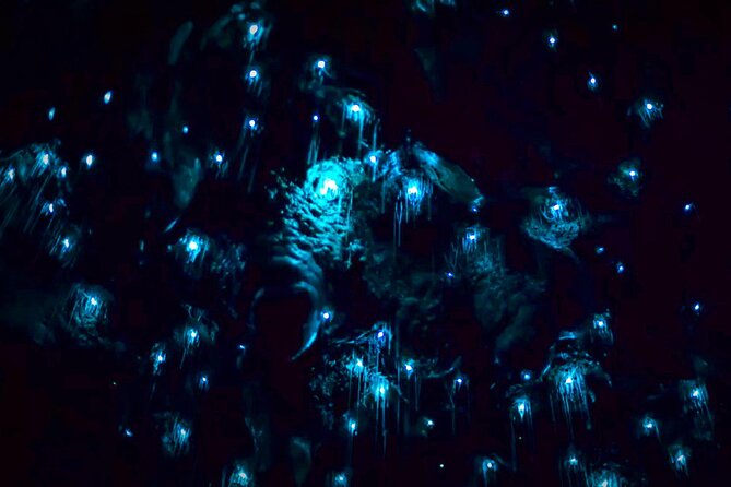 Blue Mountains Hiking Glow Worms Cave Wildlife Spotlighting Night Adventure - Common questions