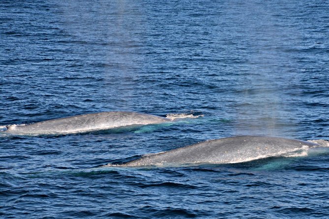 Blue Whale Perth Canyon Expedition - Additional Information and FAQs